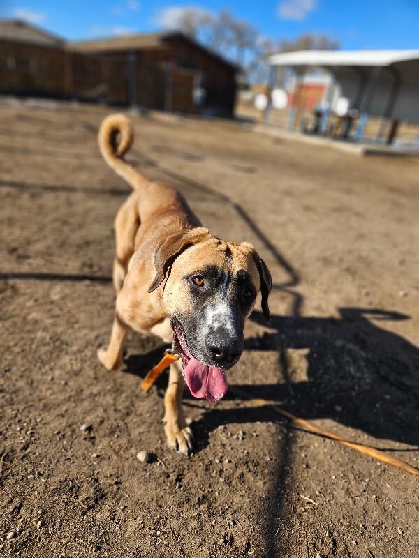 Blackjack thumbnail 4