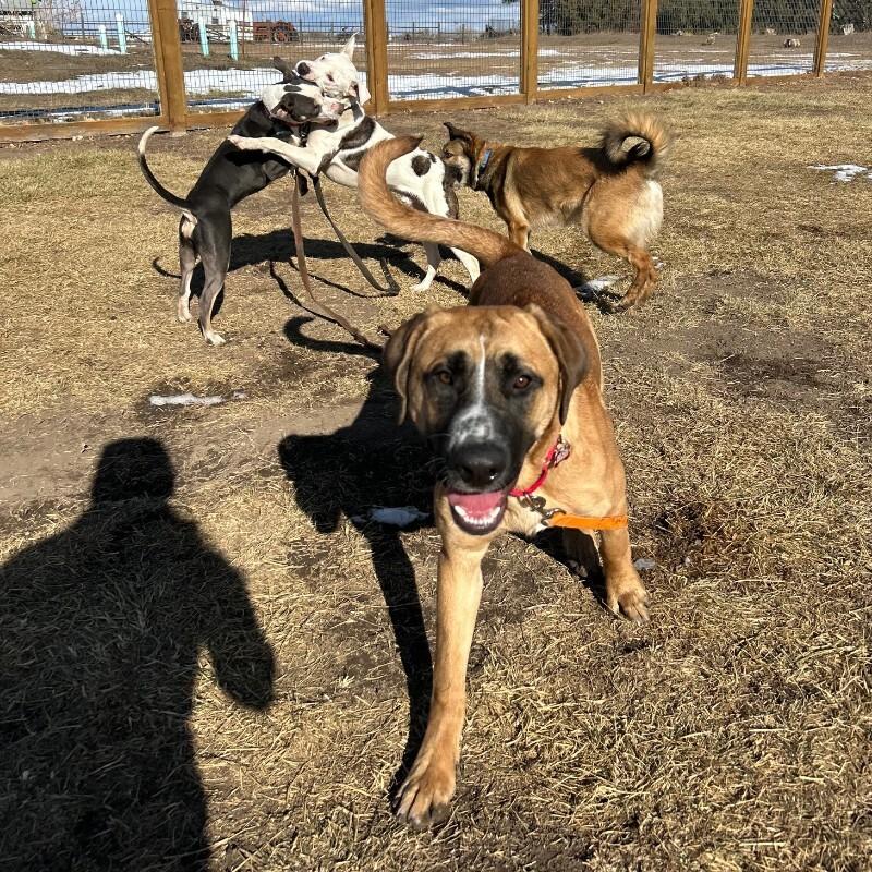 Blackjack thumbnail 5