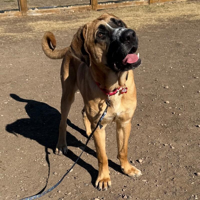 Blackjack thumbnail 6