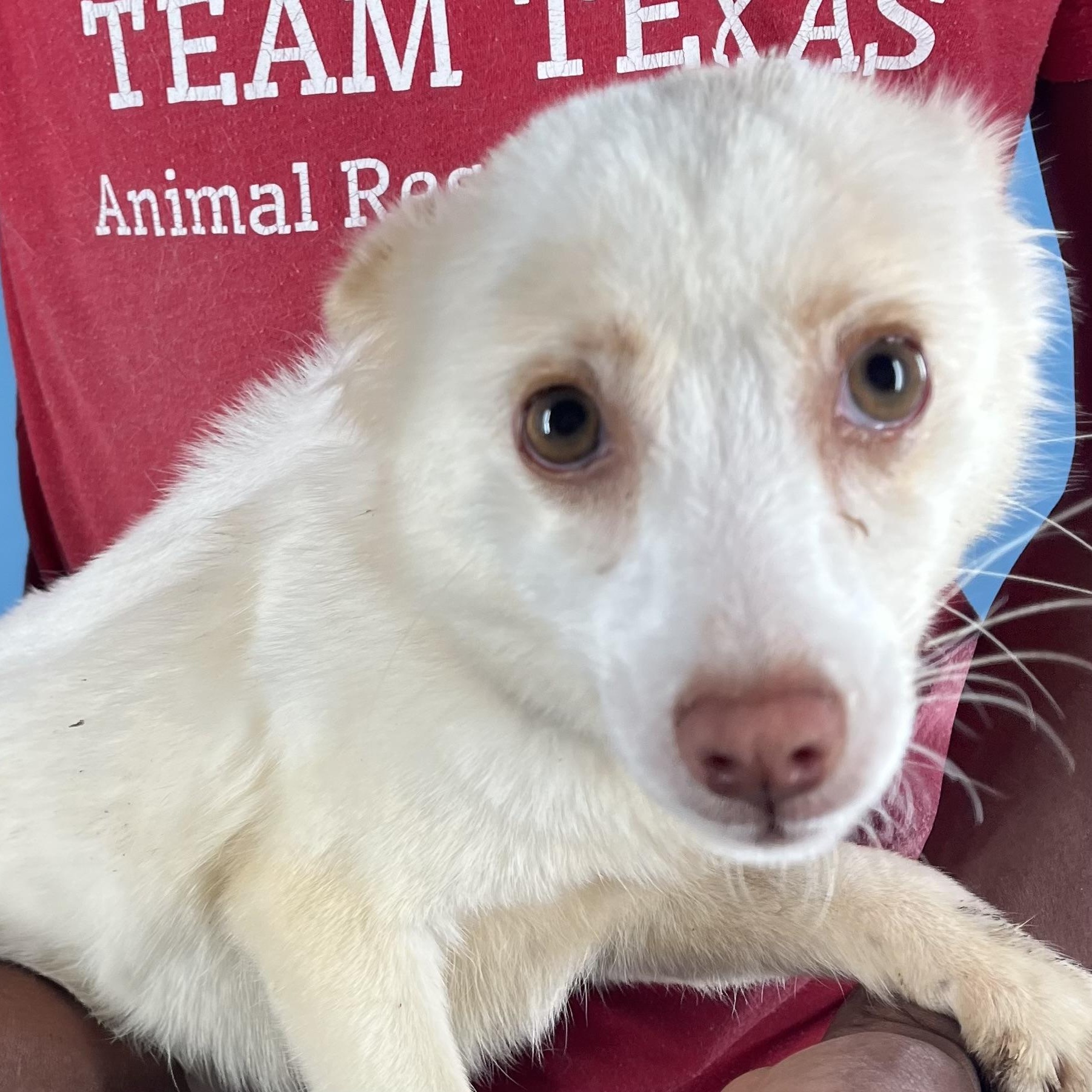 Caspin  Local February thumbnail 6