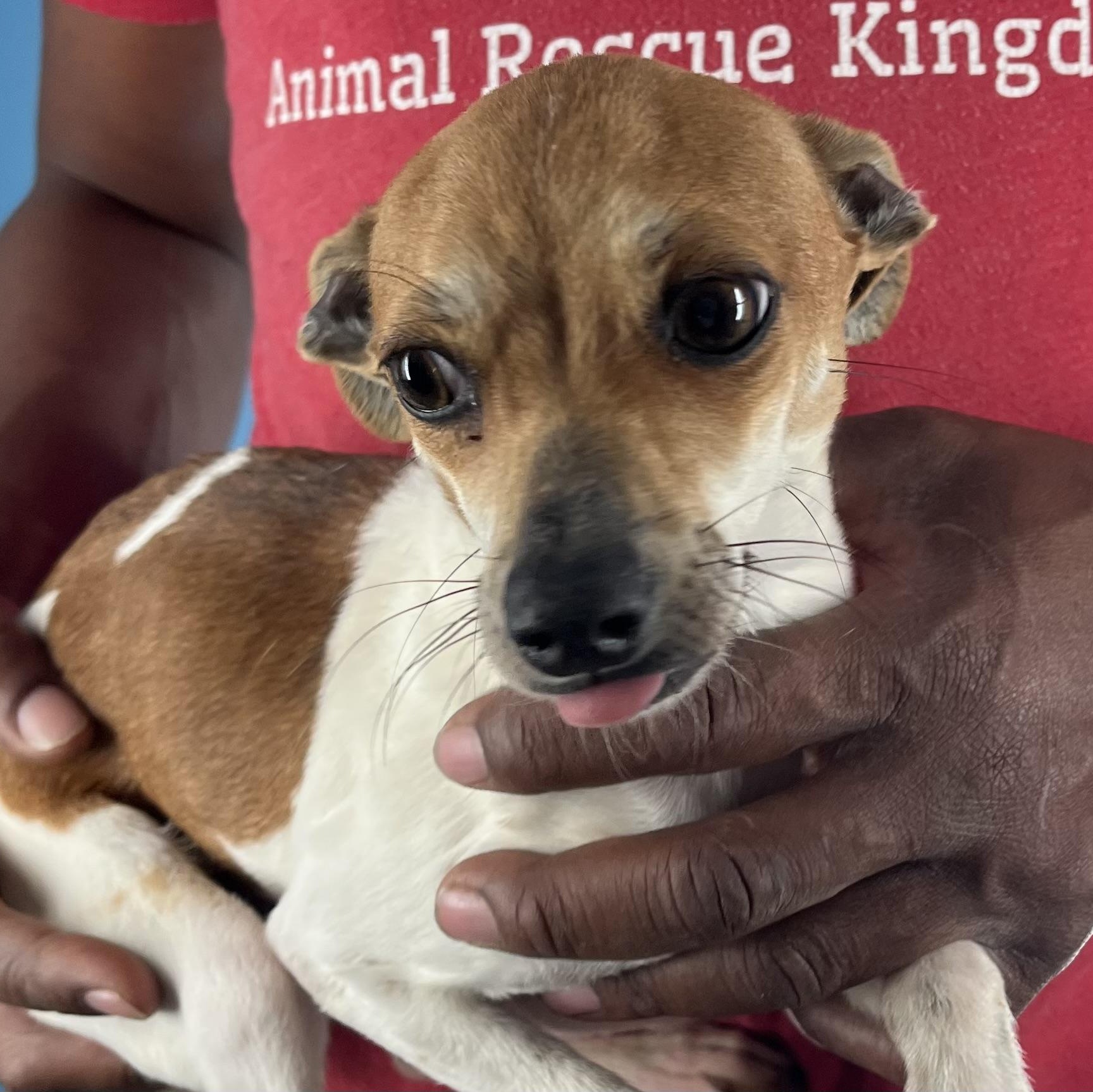 Nisha  Local February