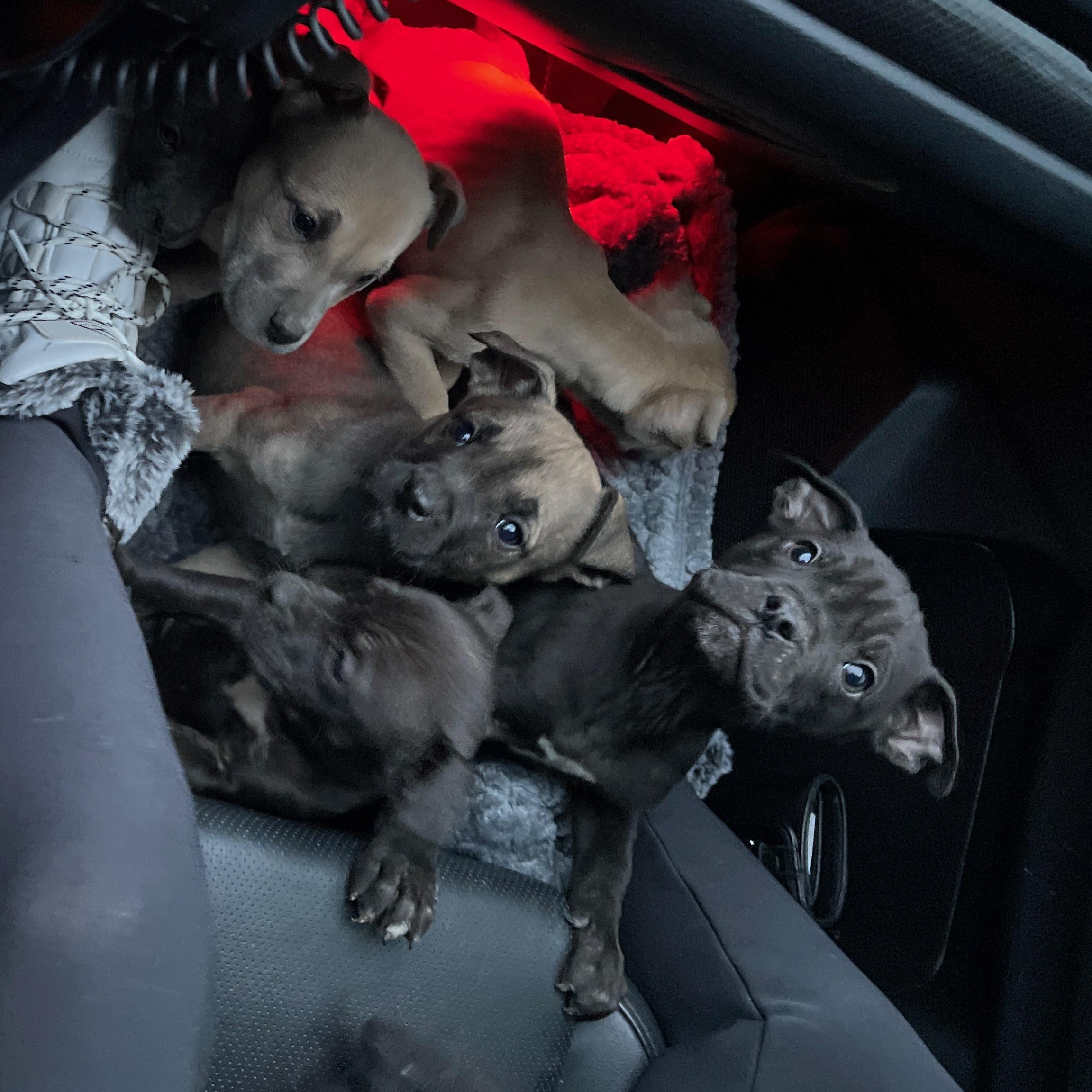 Elsa &  Siblings thumbnail 2