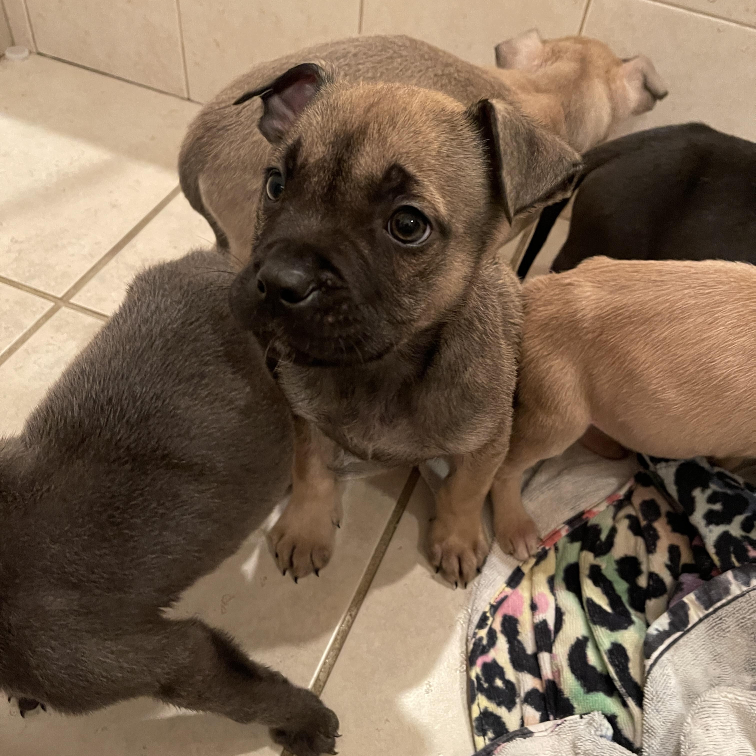 Elsa &  Siblings thumbnail 4