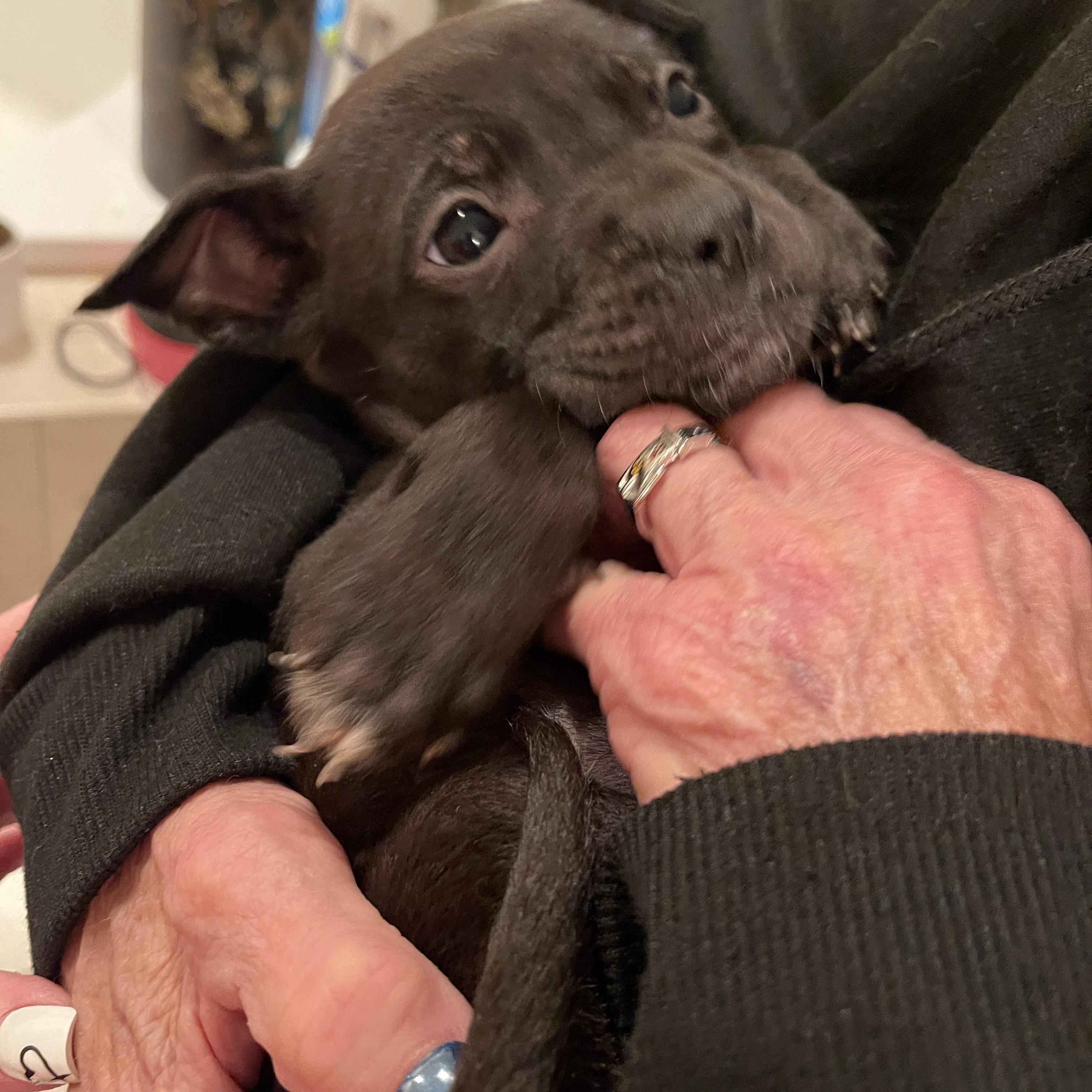 Elsa &  Siblings thumbnail 6