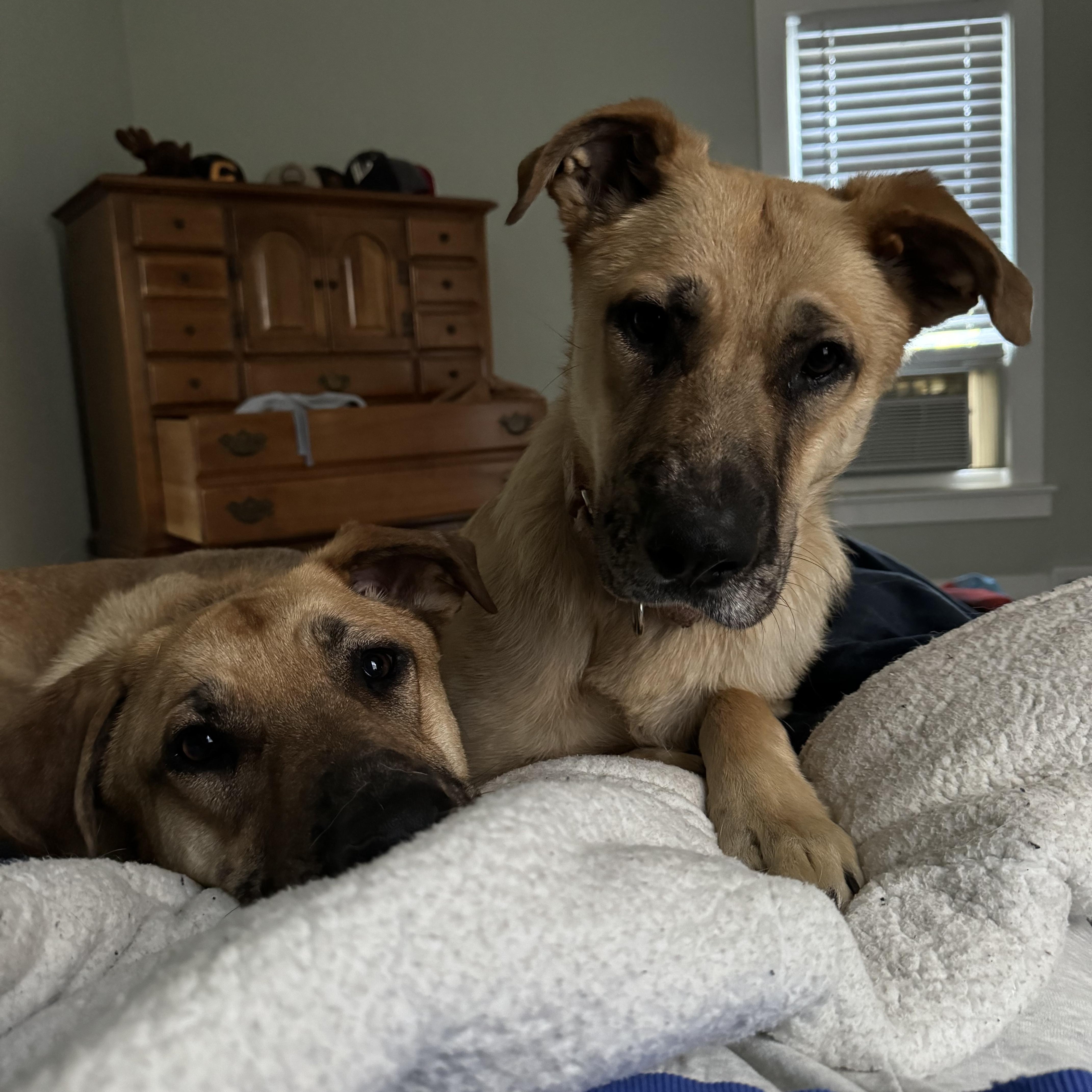 Maverick thumbnail 2