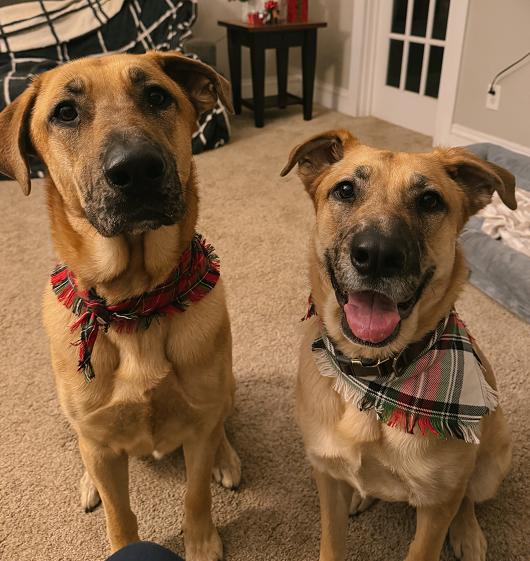 Maverick thumbnail 4