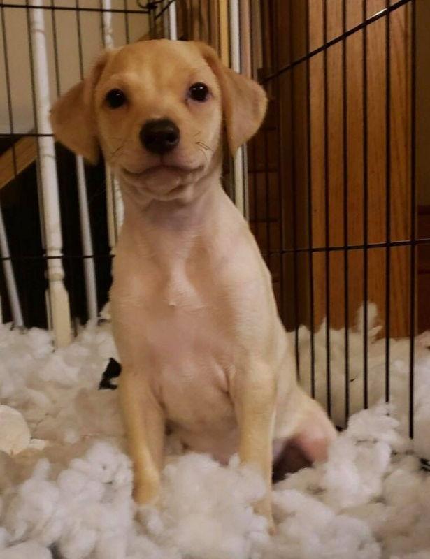 Peanut Butter thumbnail 3