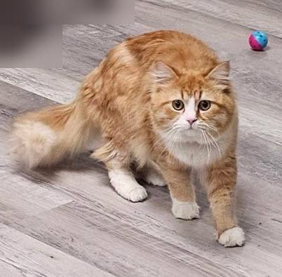 Garbanzo Wood thumbnail 2