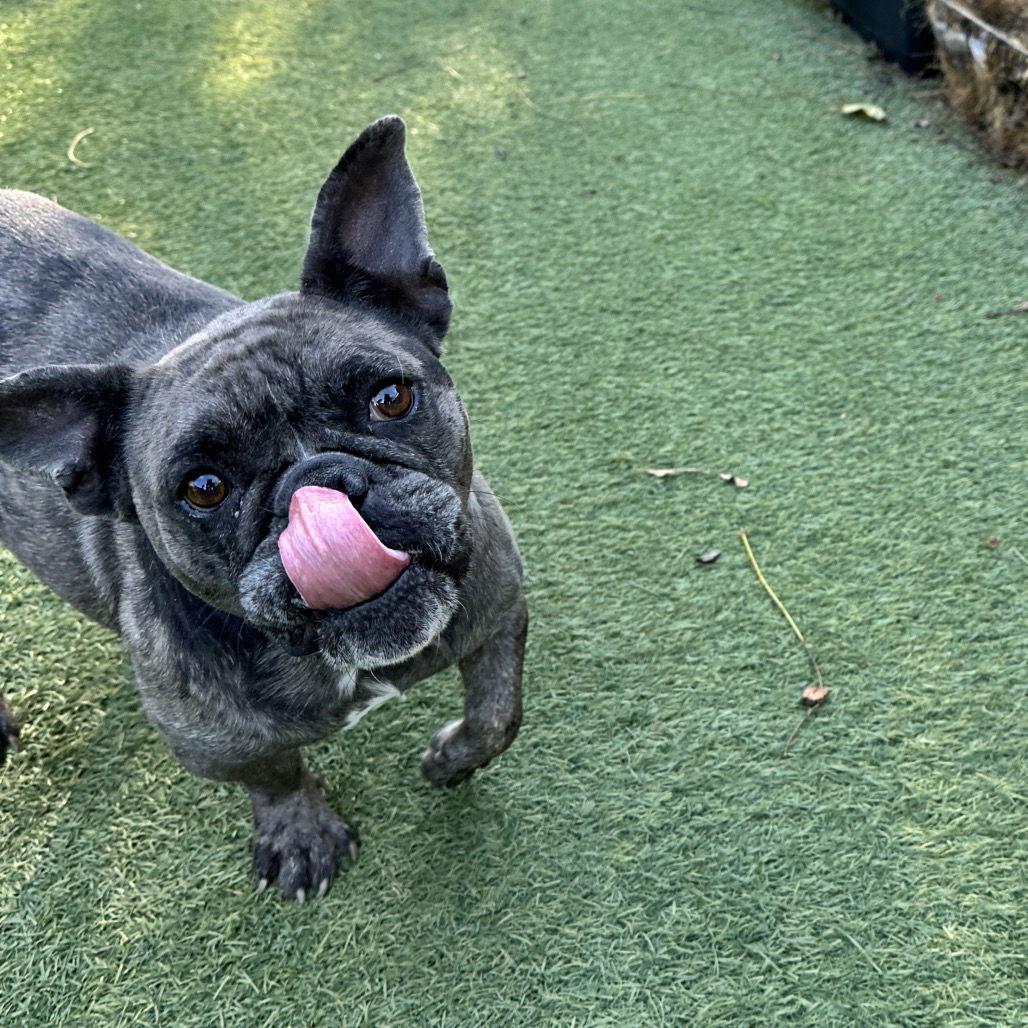 Big Bertha Thunderbuns