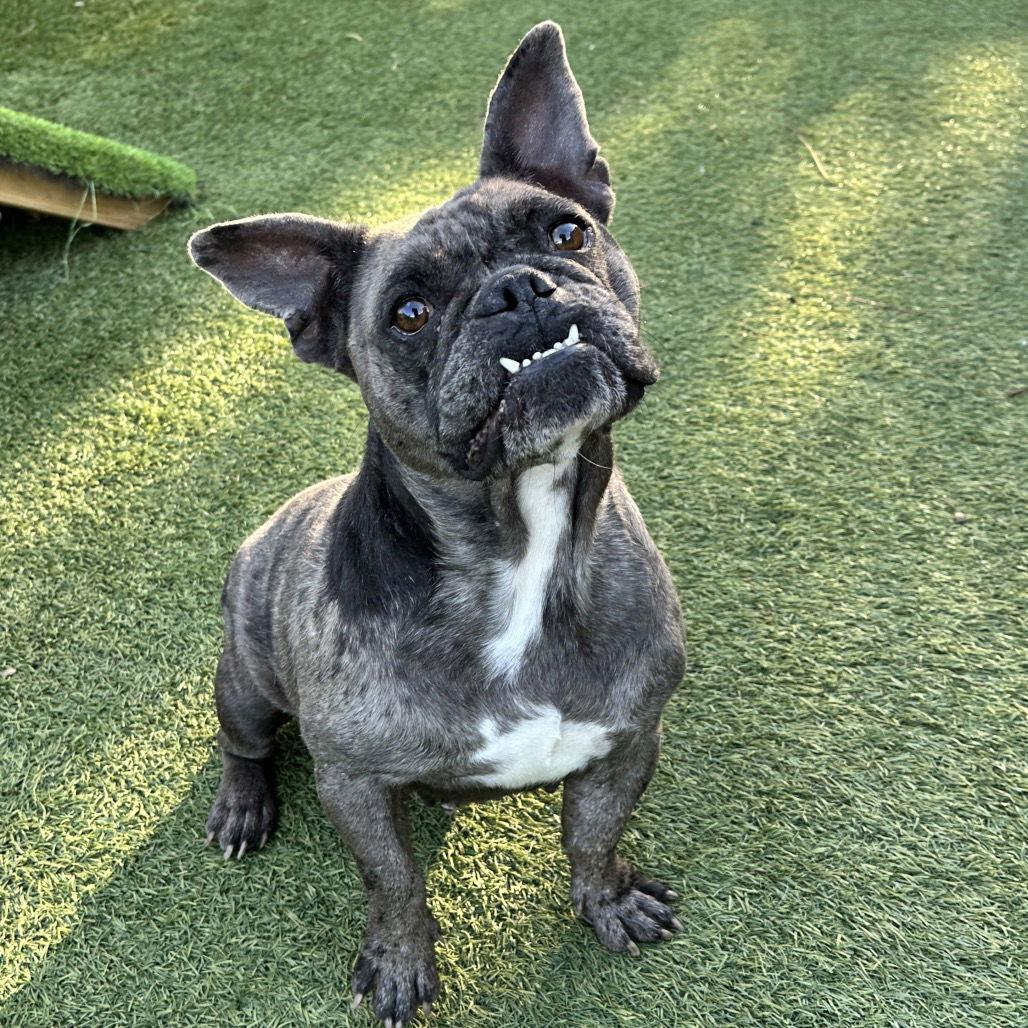 Big Bertha Thunderbuns thumbnail 2