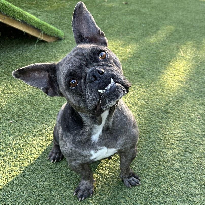 Big Bertha Thunderbuns thumbnail 3