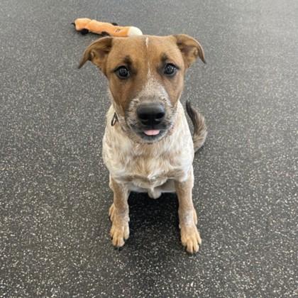 Cuttlefish thumbnail 2