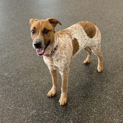 Cuttlefish thumbnail 3