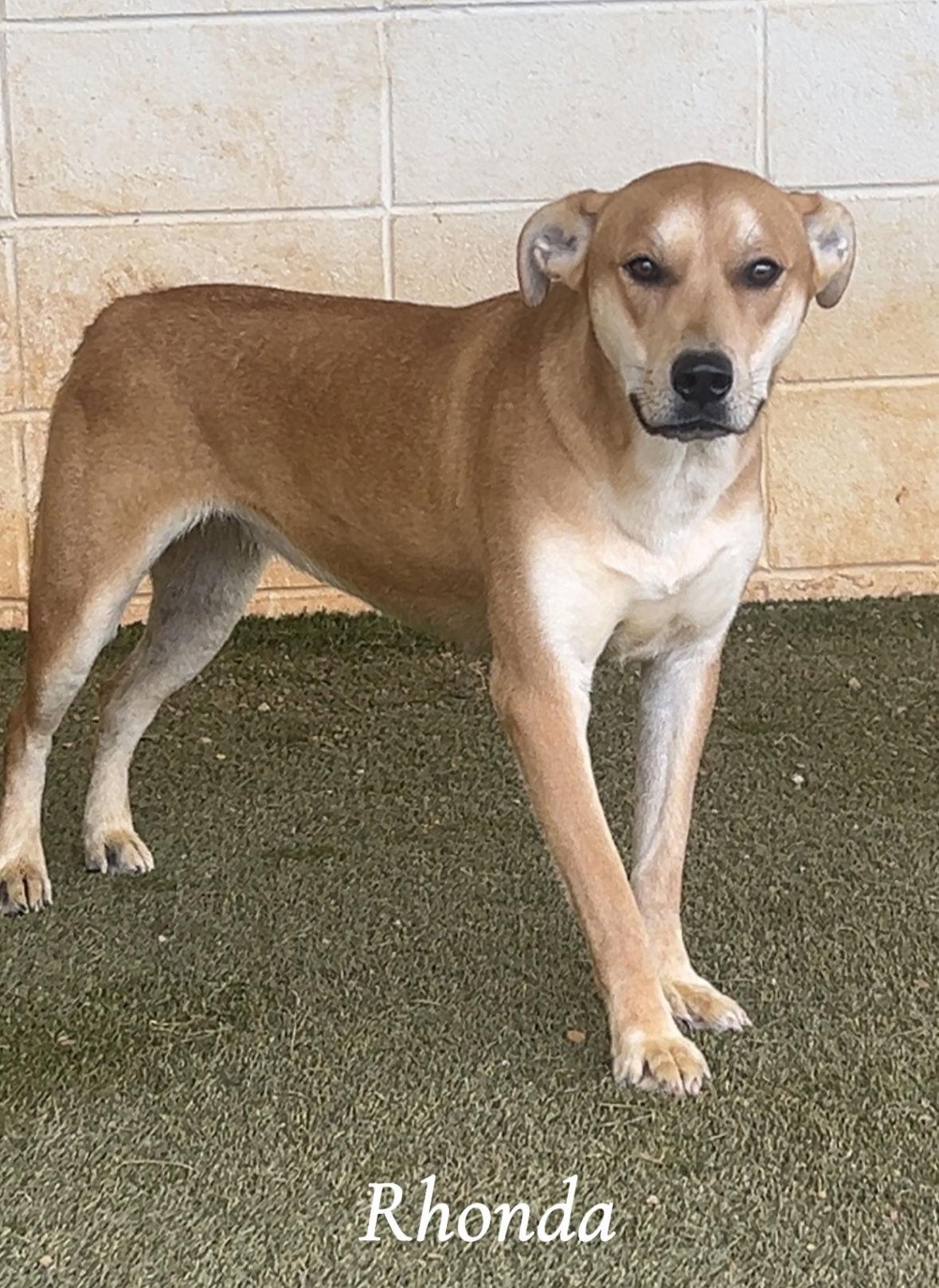 Rhonda Dixon thumbnail 2