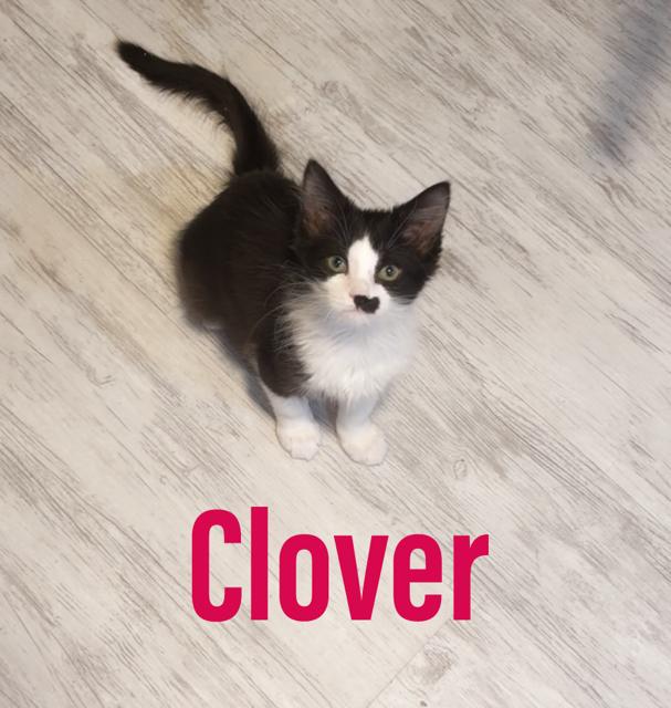 Clover Dmh  Willow thumbnail 2