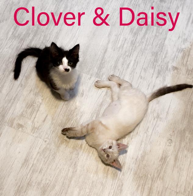 Clover Dmh  Willow thumbnail 3