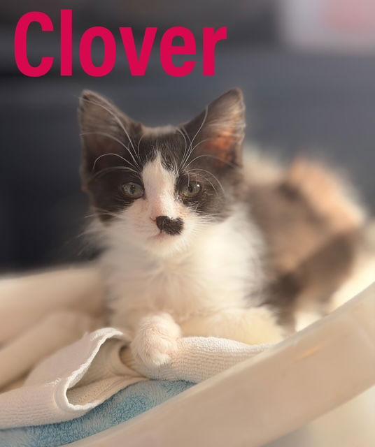 Clover Dmh  Willow