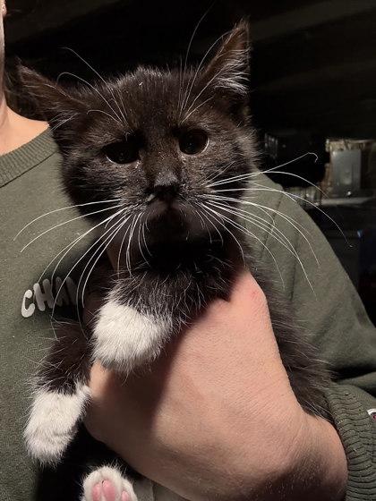 Panettone thumbnail 2