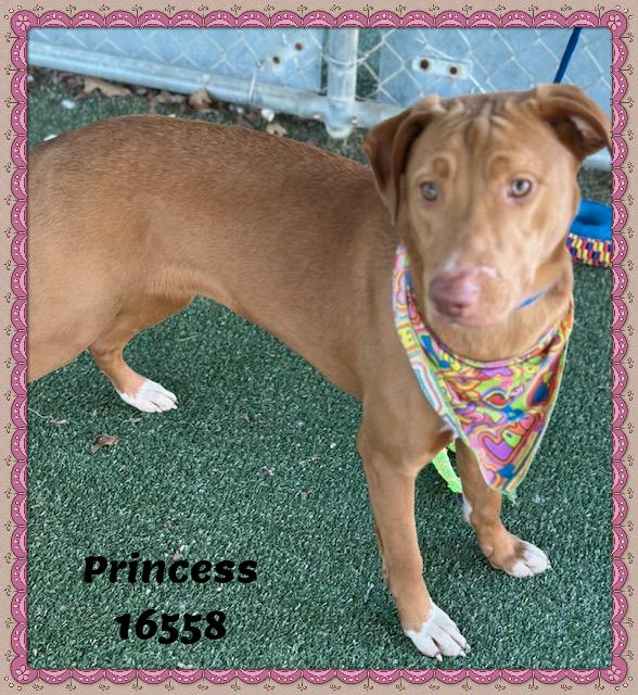 Princess thumbnail 4