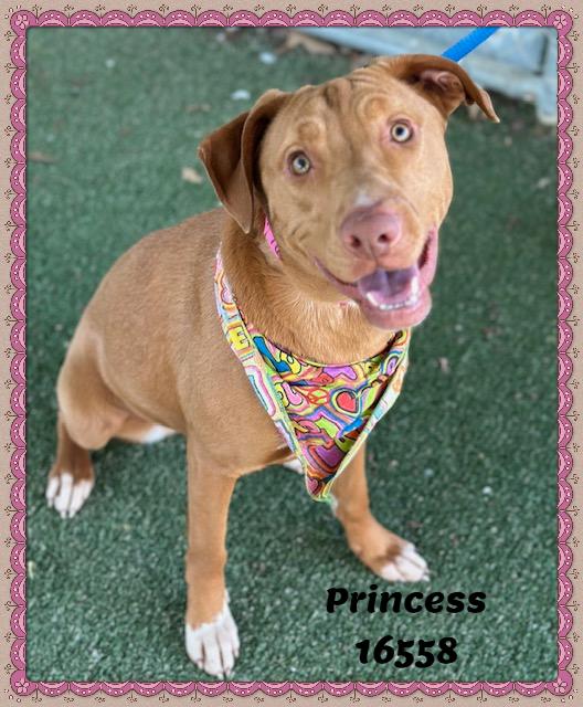 Princess thumbnail 5