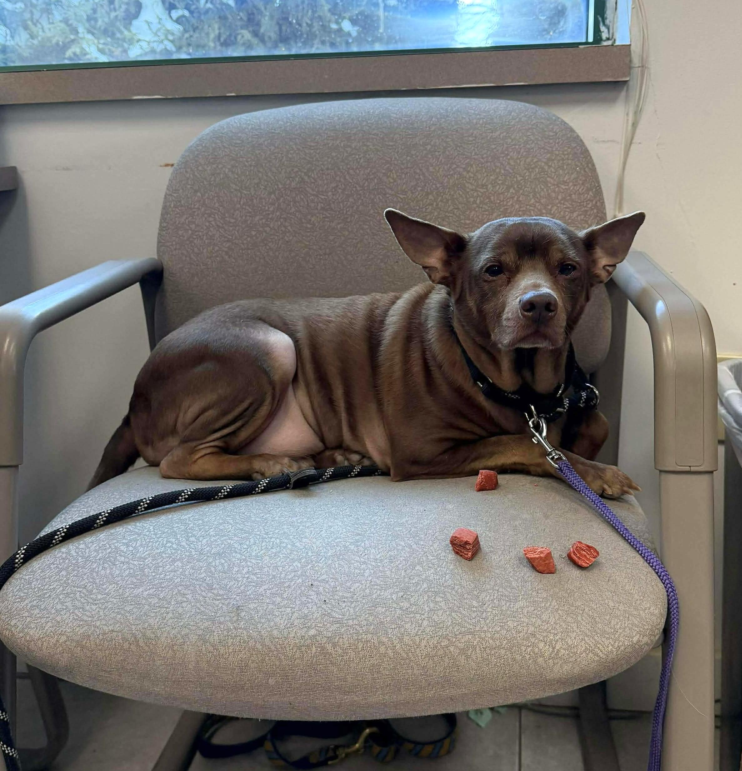 Hershey Ask To Meet thumbnail 3