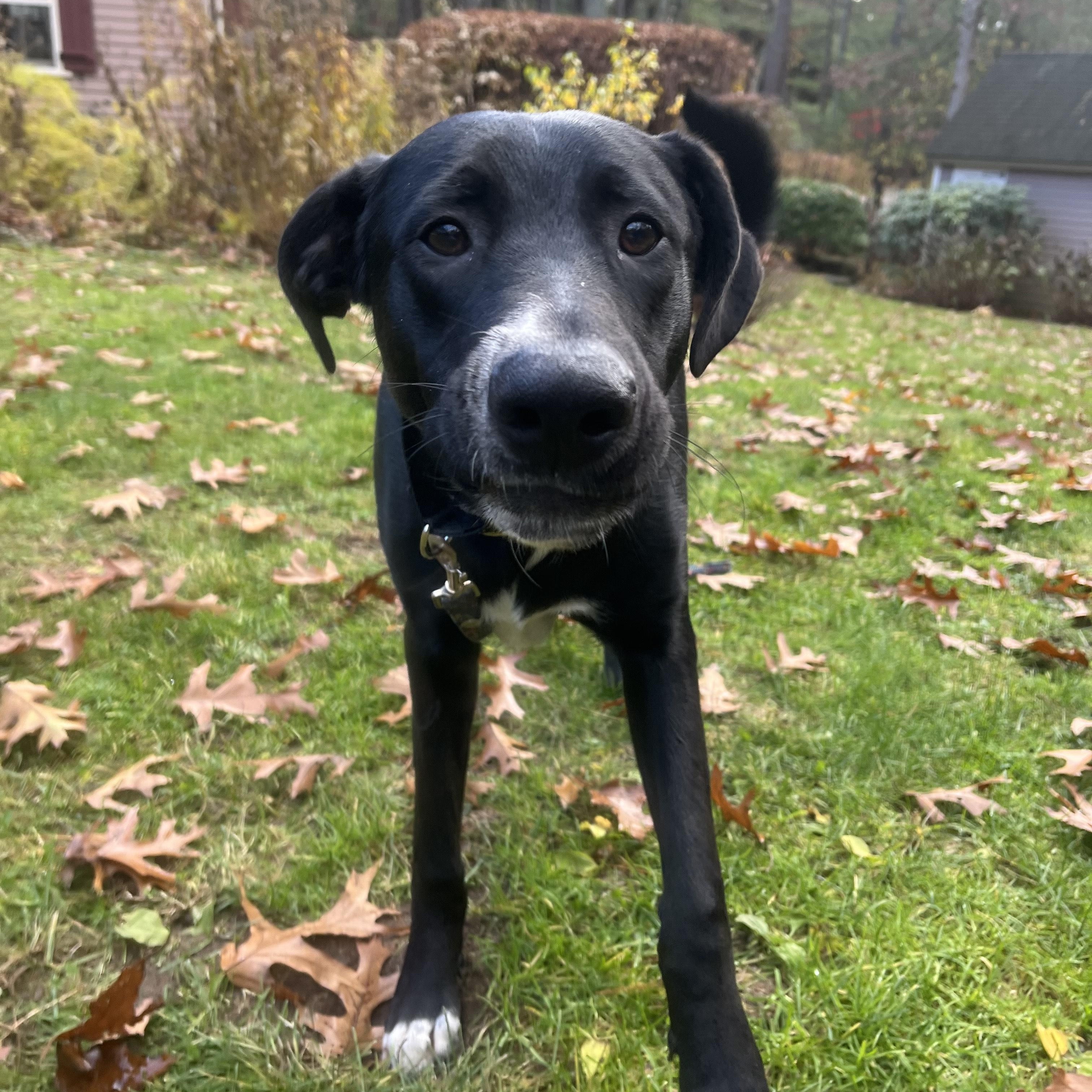 Gator Cindy thumbnail 2