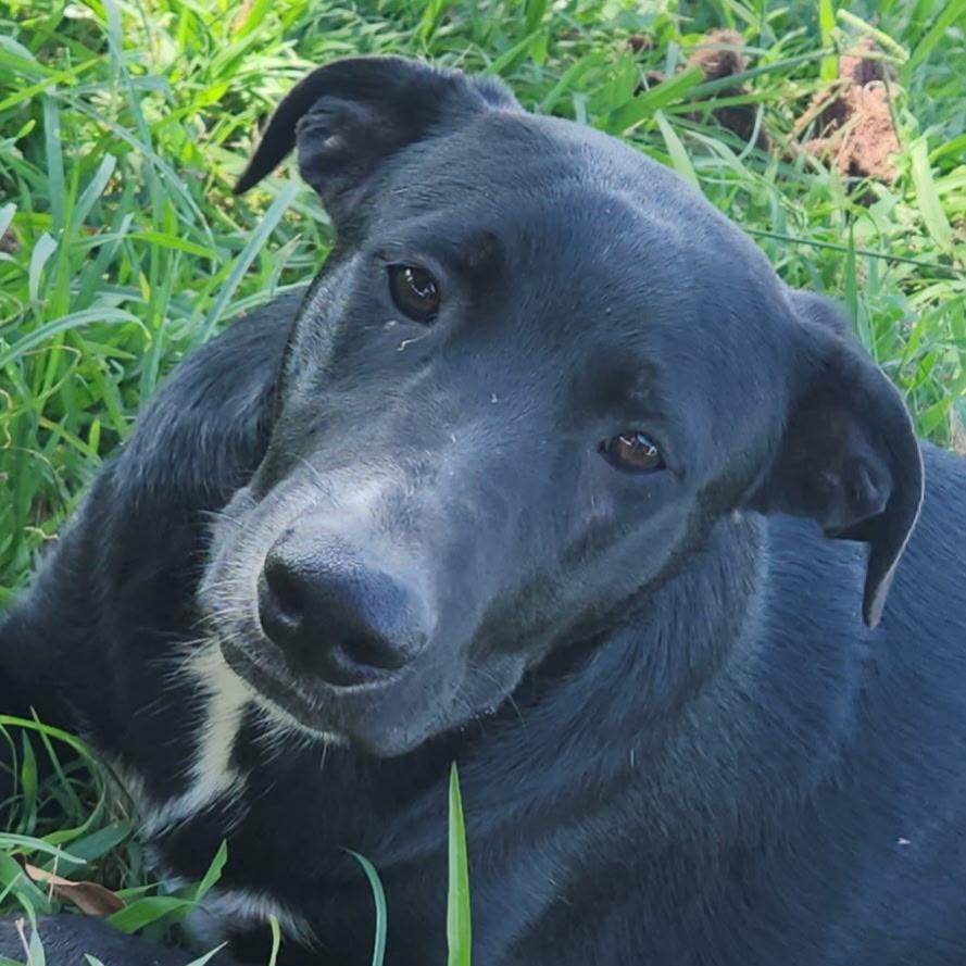 Gator Cindy thumbnail 3