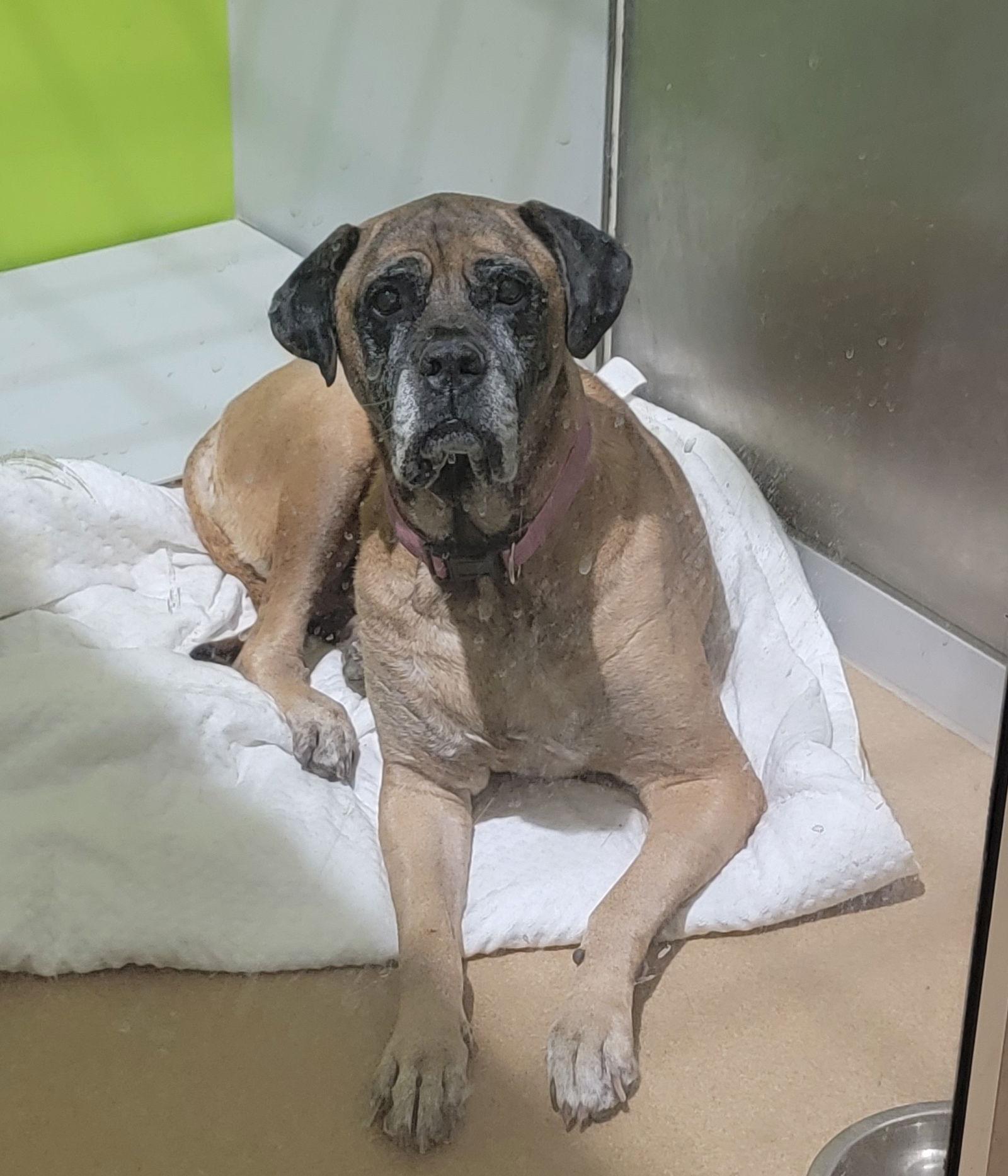 Piper  For The thumbnail 3