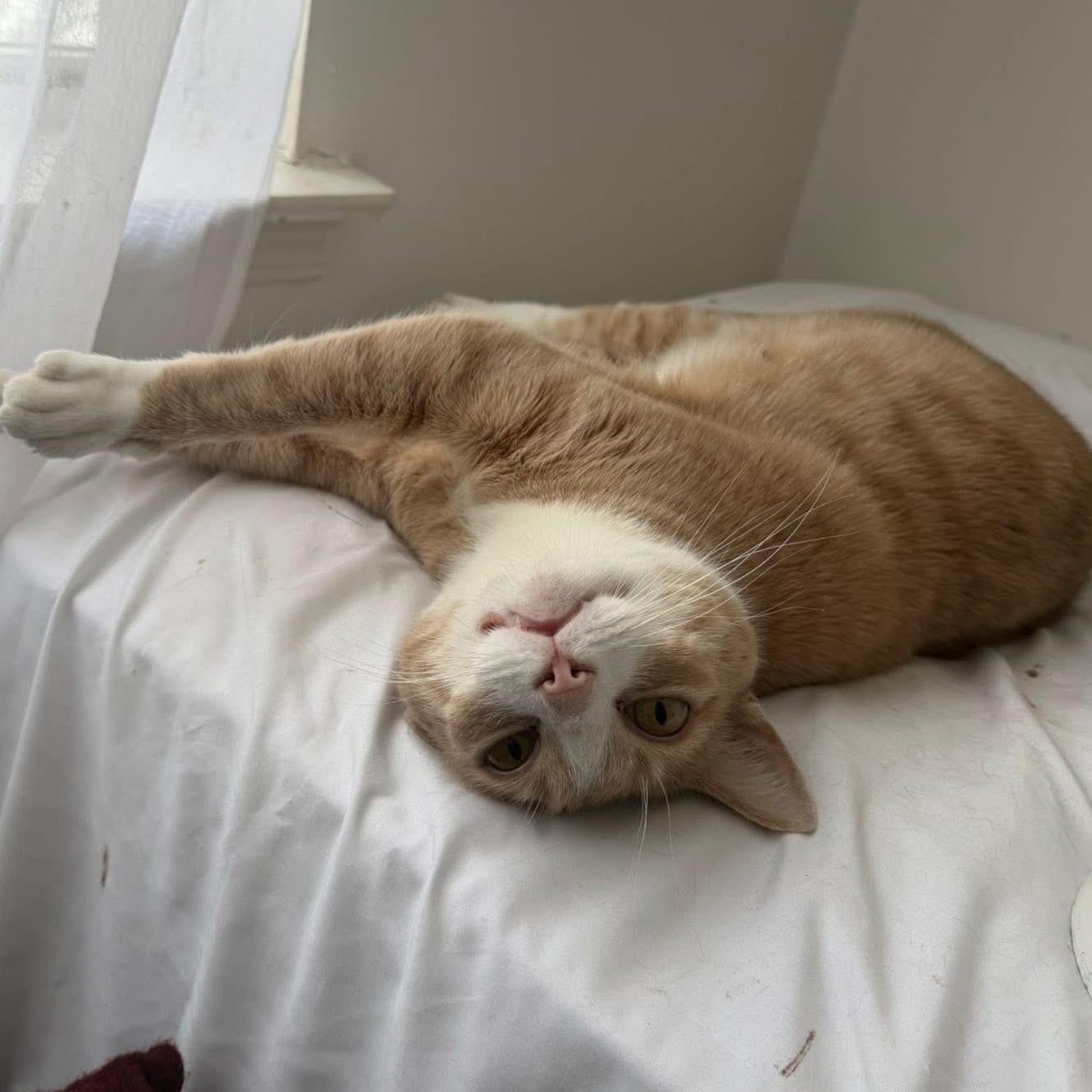 Mr. Tibbs thumbnail 3