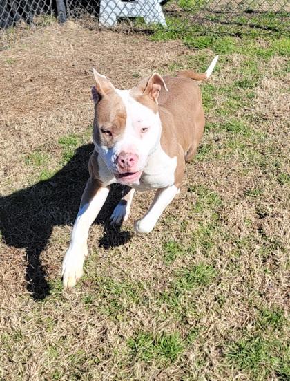 Sprinkle thumbnail 2