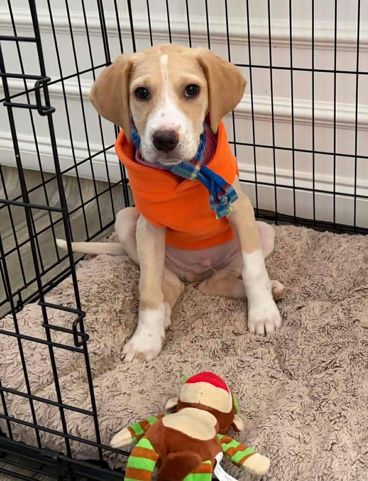 Mozzarella thumbnail 2