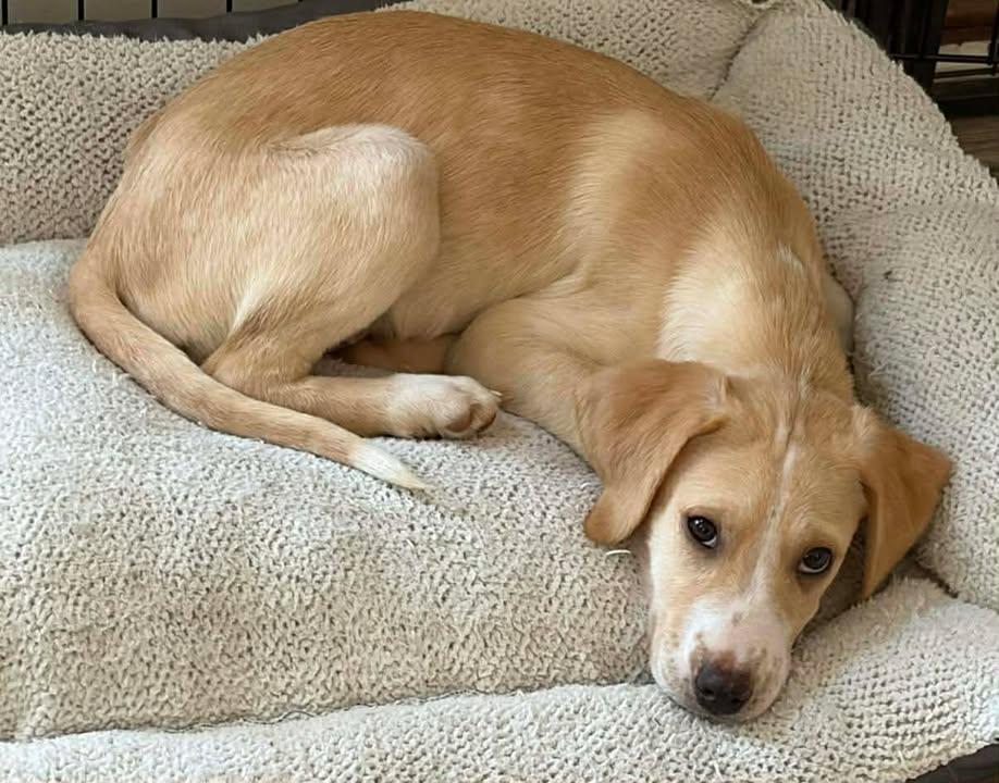 Mozzarella thumbnail 3