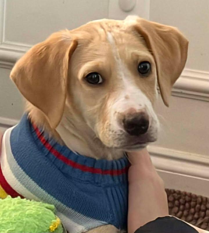 Mozzarella thumbnail 5