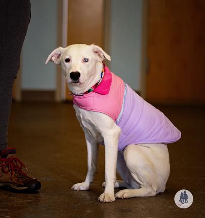 Vanilla Bean thumbnail 3