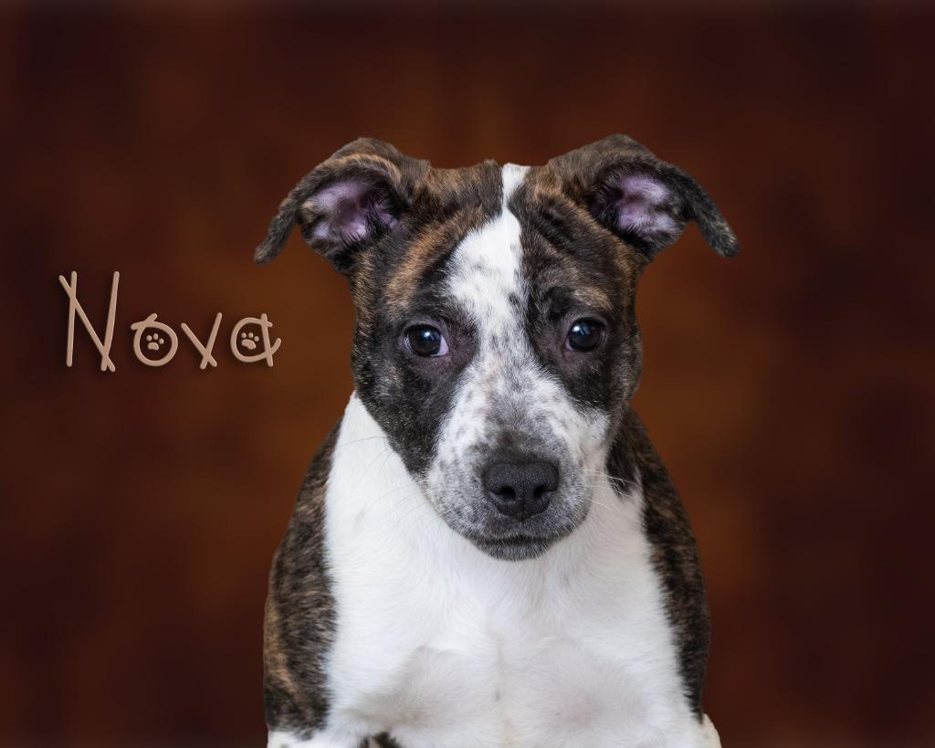 Nova