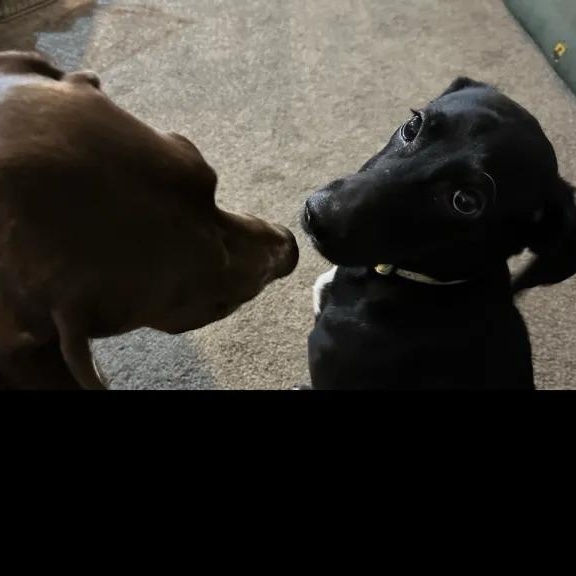 Squirrel thumbnail 2