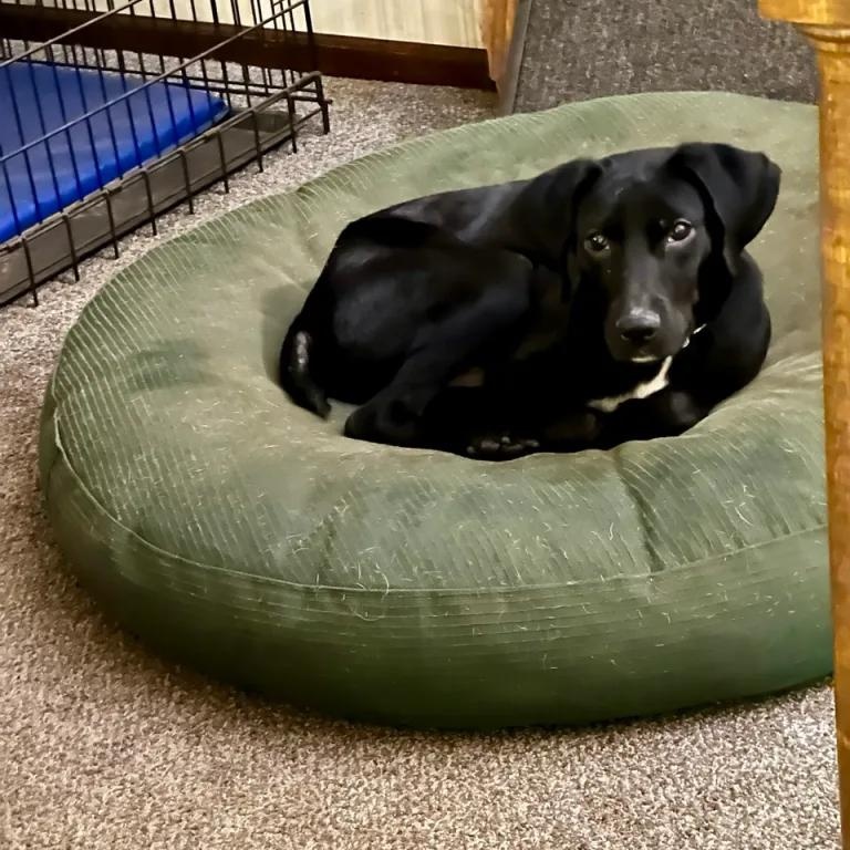 Squirrel thumbnail 3