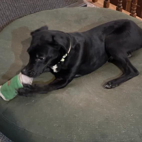 Squirrel thumbnail 4