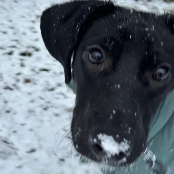 Squirrel thumbnail 5