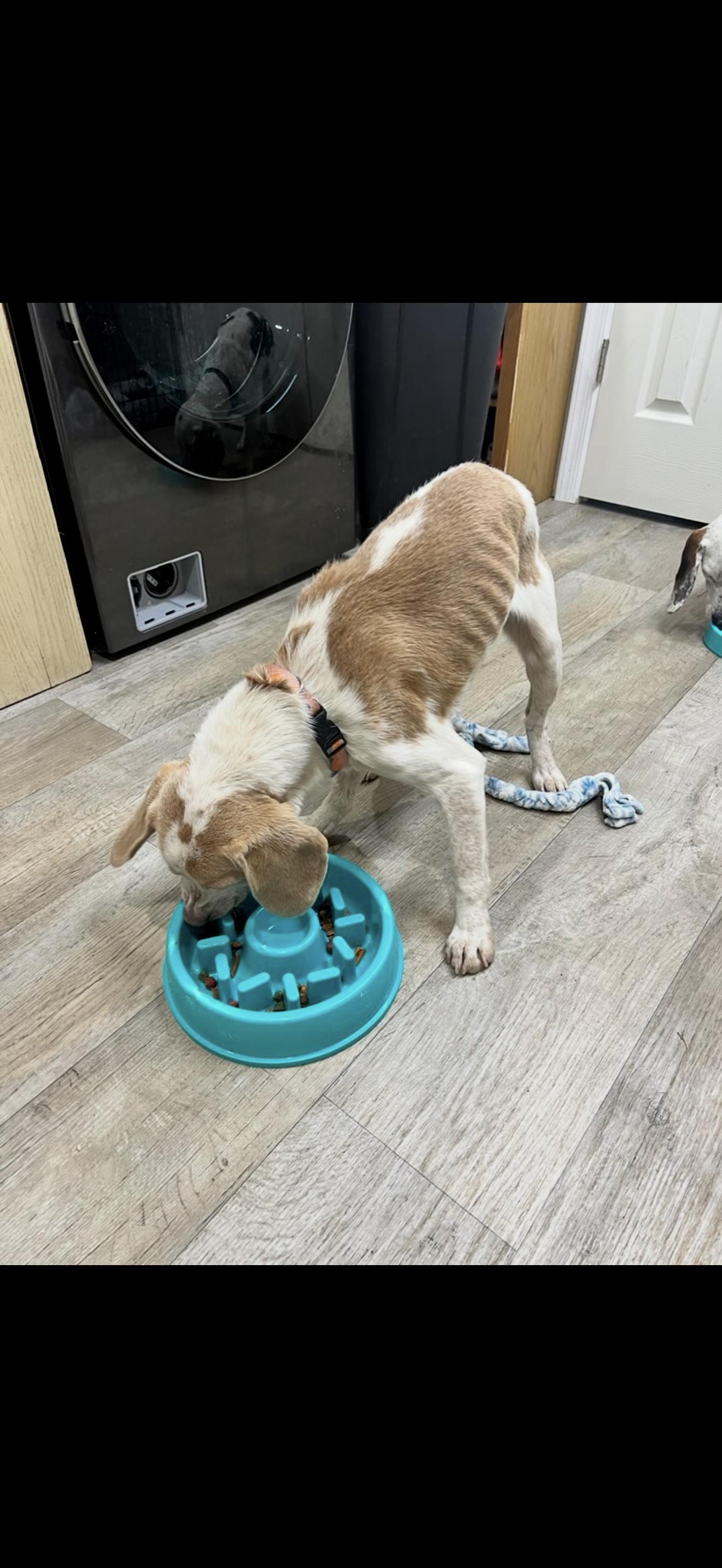 Marshall thumbnail 3