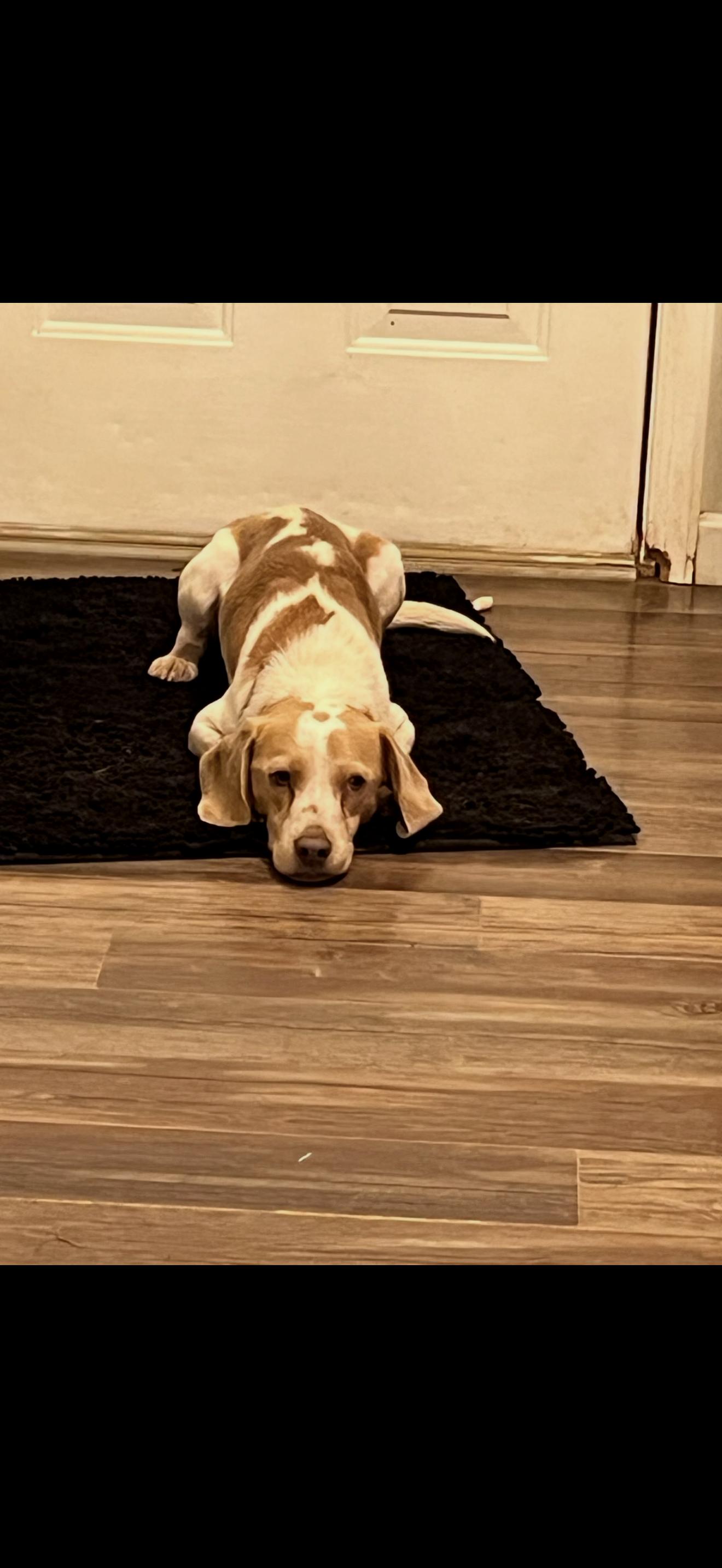 Marshall thumbnail 6