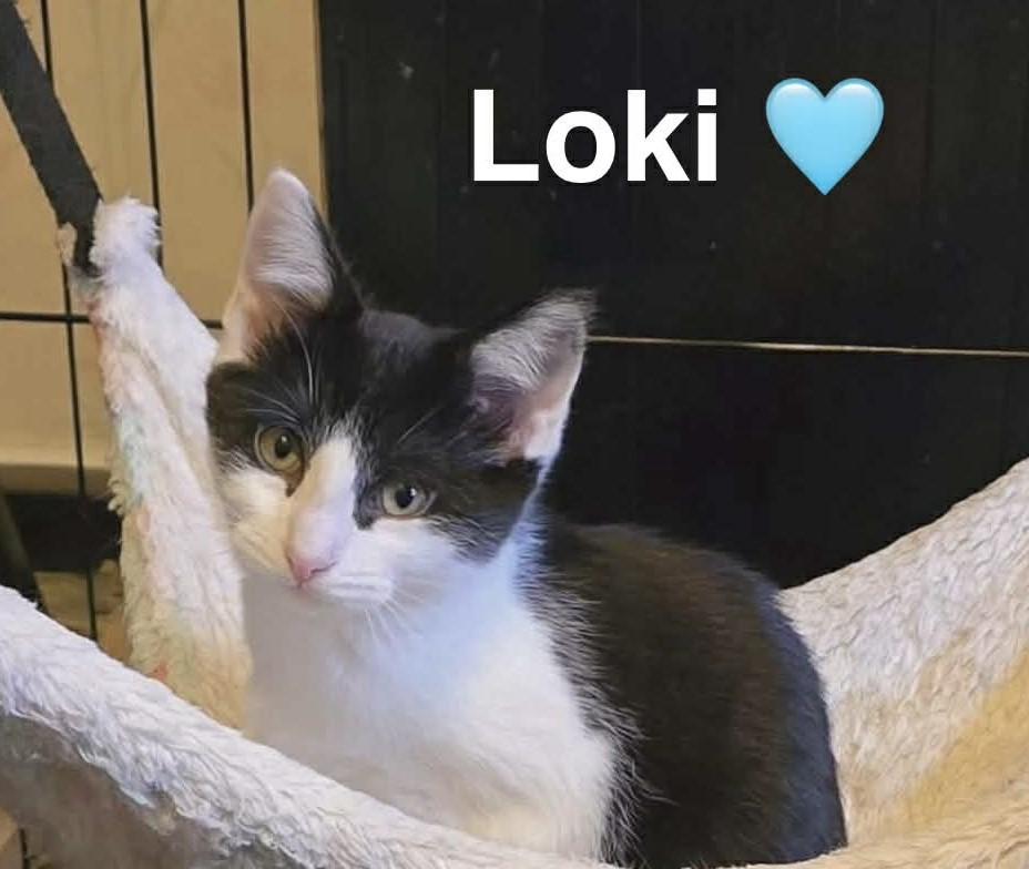 Loki
