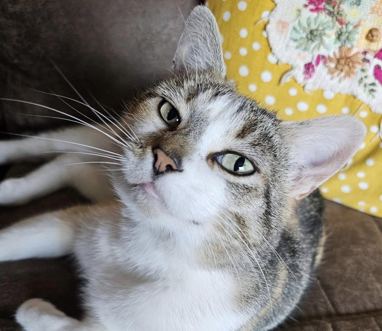 Marshmallow thumbnail 2