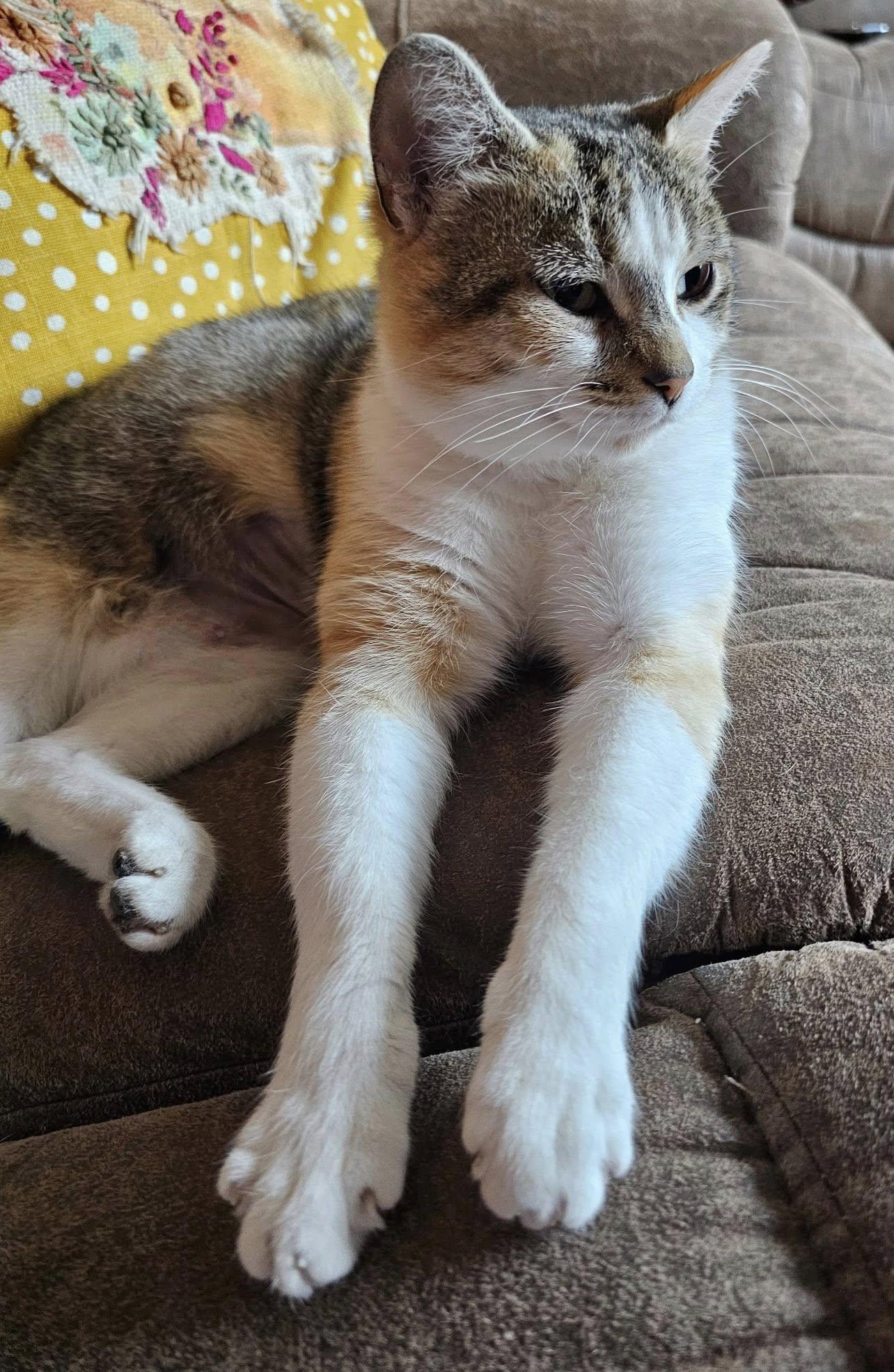 Marshmallow thumbnail 4