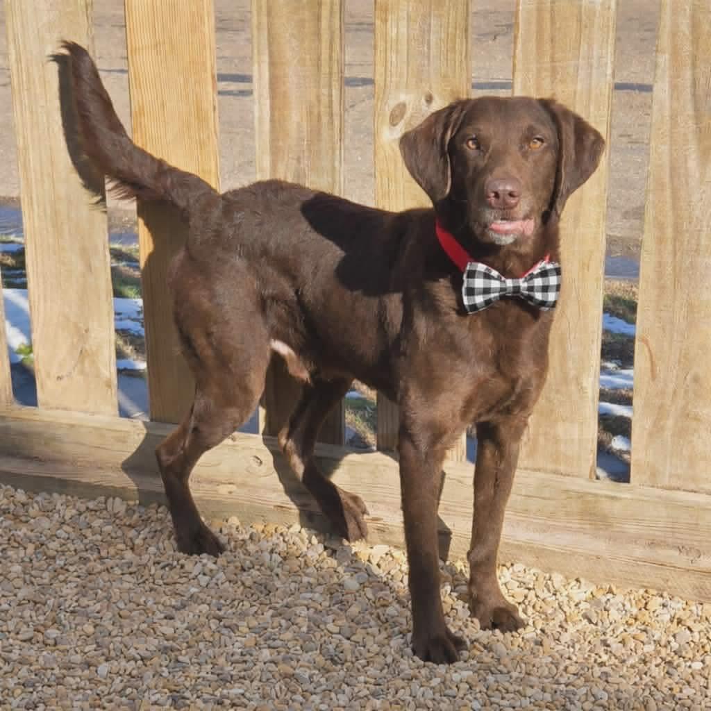 Clifford thumbnail 3