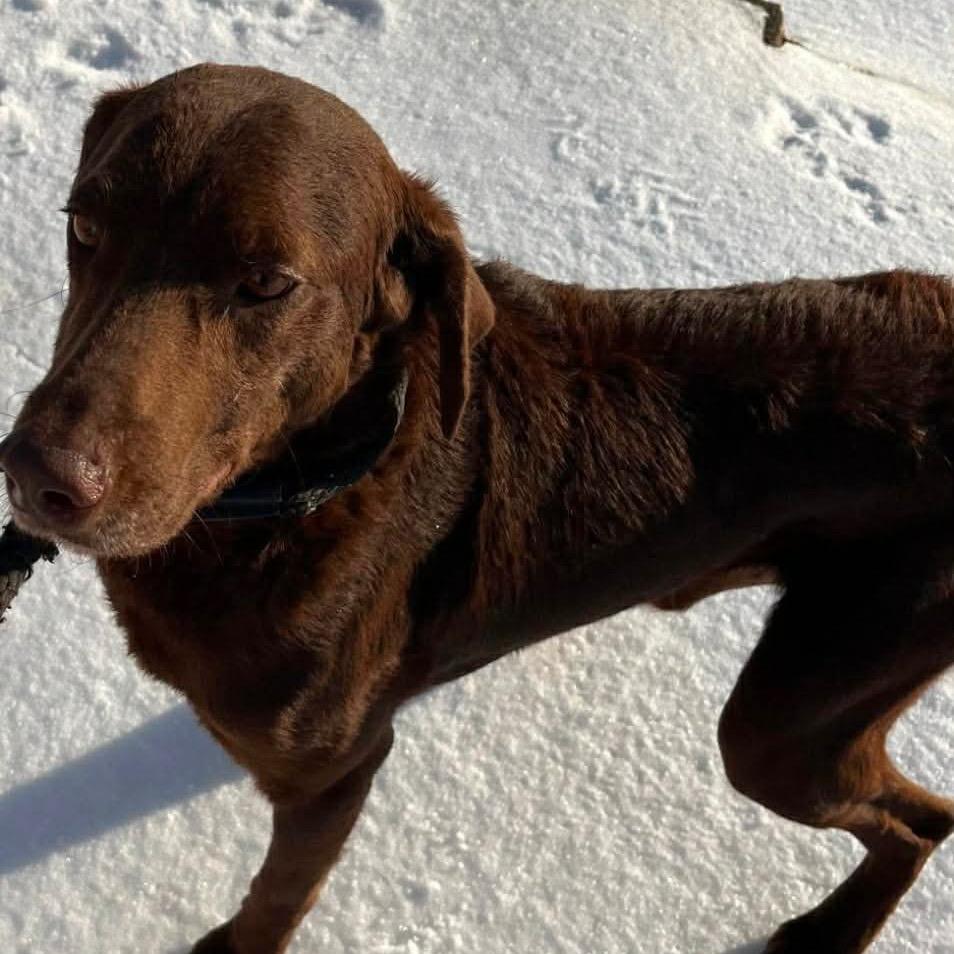 Clifford thumbnail 4