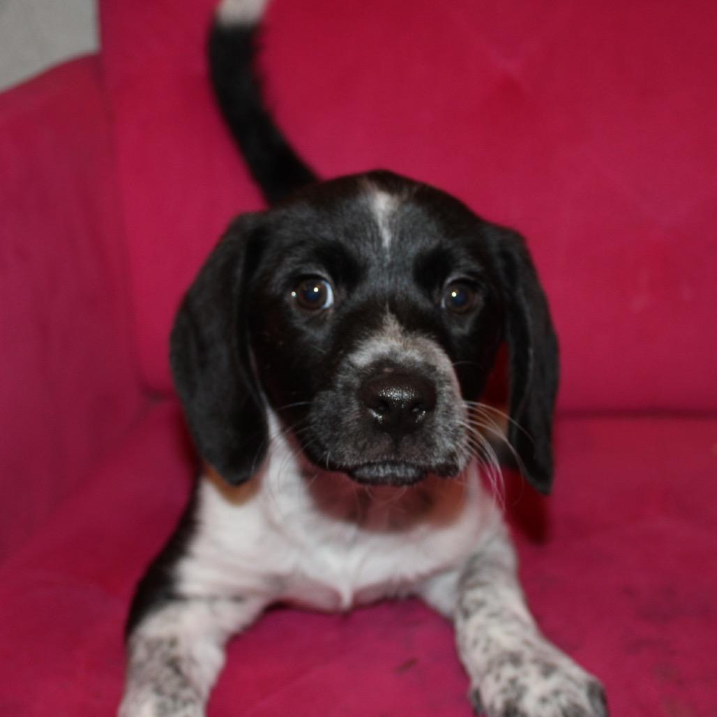 Copper Pup: Penny thumbnail 3