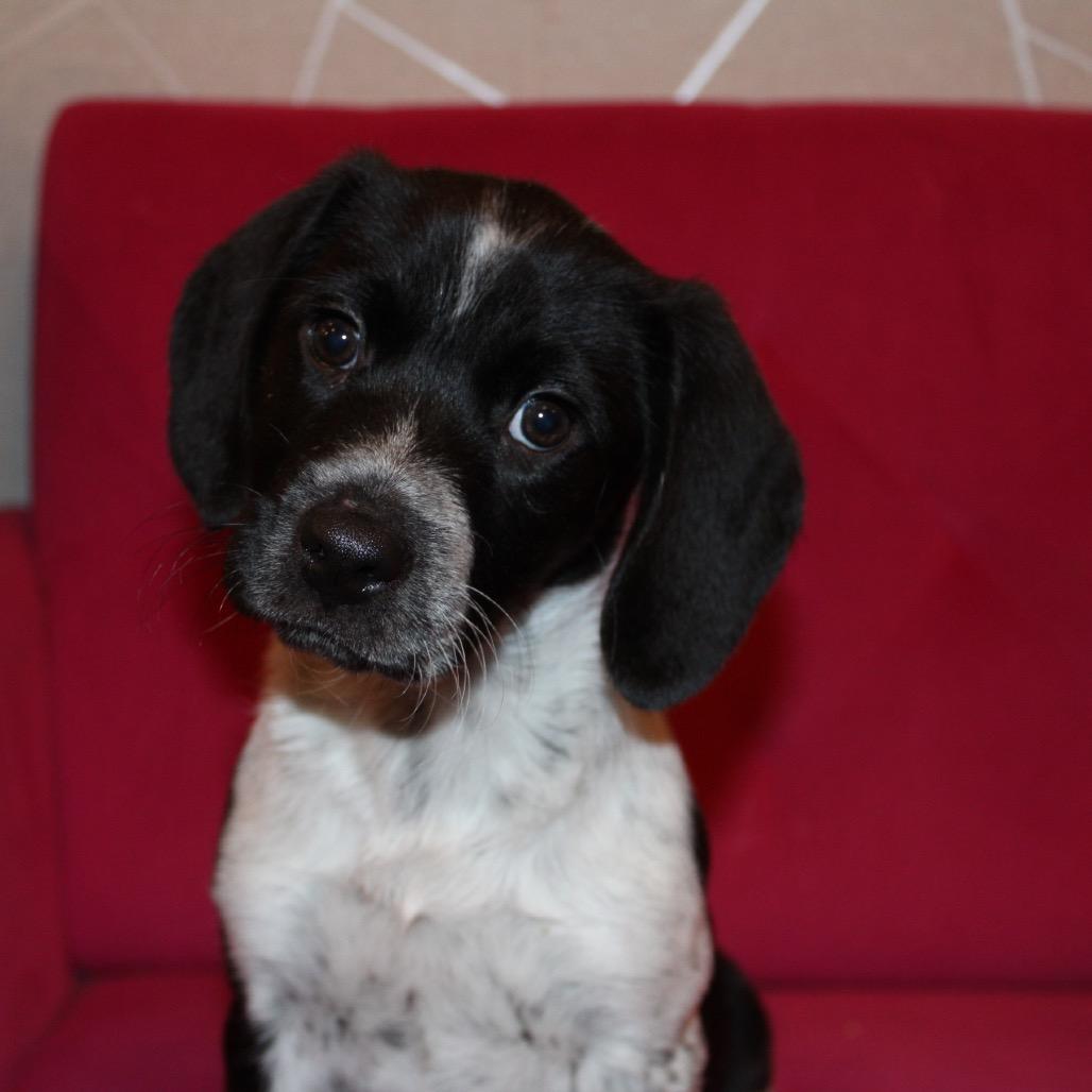 Copper Pup: Penny thumbnail 4