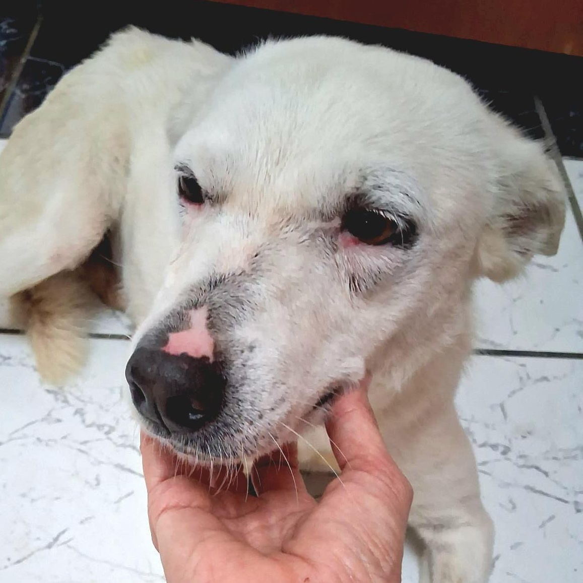 Blanca "gentle Love"