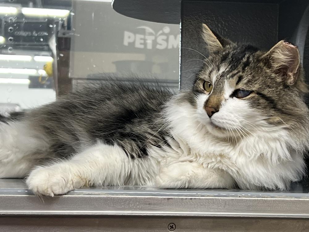 Cataract Jack thumbnail 2